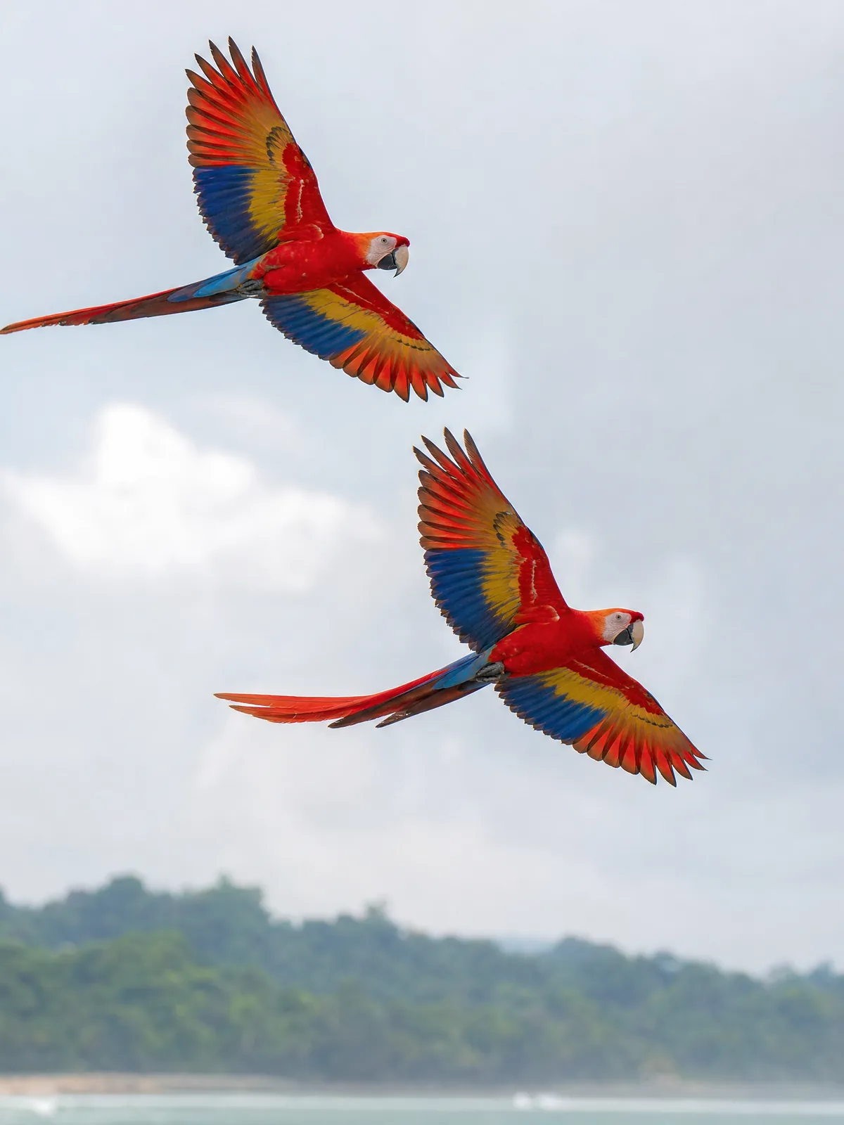 A pair of scarlet macaws in flight over the coast.
